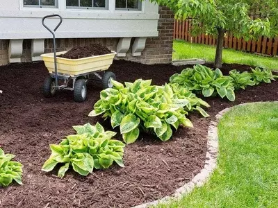 Guía Completa para la Elección del Mulch Ideal: Grava vs. Corteza de Pino