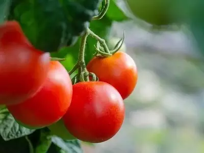 Innovación en Cultivo: Cosecha de Tomate Aumenta un 12.3% con Micro-niebla en Invernaderos Chinos