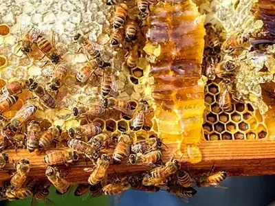 Estudio innovador impulsa la miel orgánica en EE. UU.
