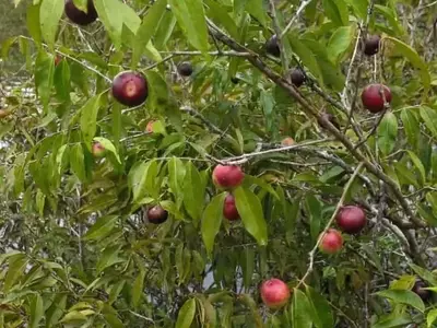 Polinización Amazónica: El Rol Crucial de las Abejas Nativas en la Producción de Camu-Camu