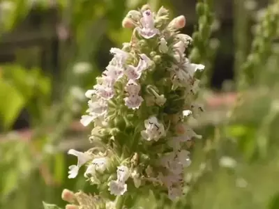 La Hierba Gatera: Un Aliado Natural Contra los Mosquitos