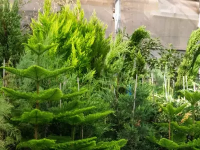 Jardines Costeros Resilientes: Selección Estratégica de Plantas