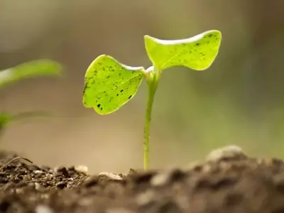 Hidroponía: Innovación Agrícola Hacia un Futuro Sostenible