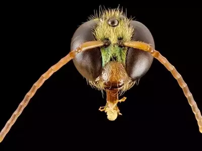 Descubierta Feromona de Abeja Silvestre que Dirige la Vida Social en Panamá