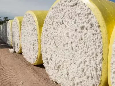 Global Cotton Trade Projected to Expand Significantly by 2028/29 Amidst Market Complexities