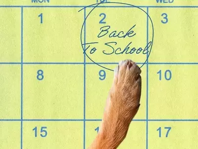 Preparing Your Canine Companion for the Back-to-School Transition