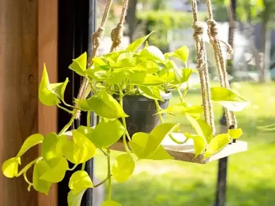 Guía Completa para el Cuidado del Pothos Dorado: Secretos y Propagación