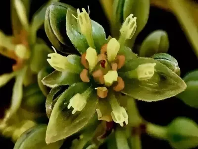 Descubrimiento genético revoluciona el cultivo de aguacate