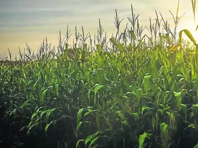 España Canaliza Más de 494 Millones en Ayudas para Fertilizantes a Agricultores