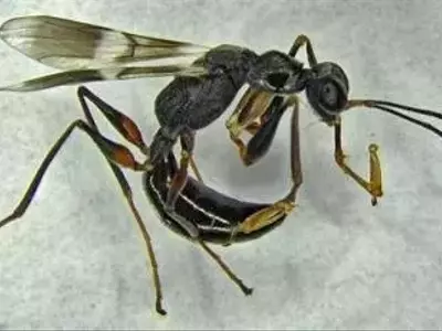 Una avispa parasitoide emerge como aliada contra la plaga de la mosca linterna en Estados Unidos