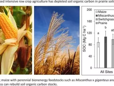 La regeneraci￳n del carbono en suelos agrícolas de Illinois: el papel crucial de los pastos perennes