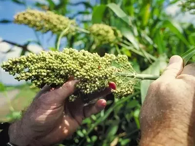 Sorgo de alto contenido oleaginoso: Avances prometedores en pruebas de campo en EE. UU.