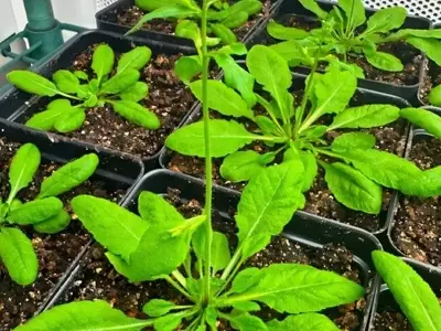Descubierta Proteína Clave en la Absorción de Nitrógeno por Plantas