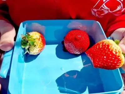 Andalucía Impulsa Hábitos Saludables con su Programa Escolar de Alimentos Frescos