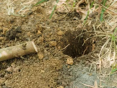 Guía Completa para el Compostaje: Transformando Residuos en Vida para tu Jardín