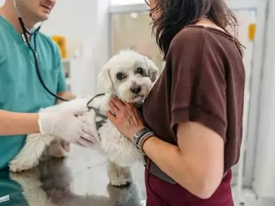 Recognizing Urgent Pet Health Issues: When to Seek Emergency Veterinary Care