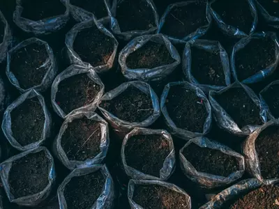 Regulación de Sustratos de Cultivo en España: Guía Completa