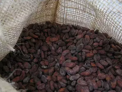Ghana Impulsa el Cacao Sostenible para el Mercado Europeo: Desafíos y Oportunidades