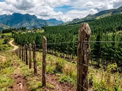 Estacones de Madera: Pilares Esenciales para el Campo y la Ciudad
