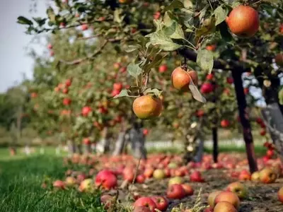Innovación Agrícola: Cámaras Trampa para la Detección Precoz de la Polilla de la Manzana