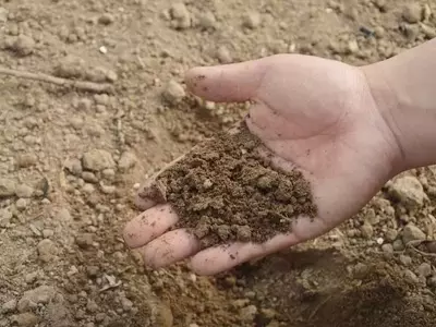 Potencial del Miscanthus para el Secuestro Profundo de Carbono en Suelos Agrícolas
