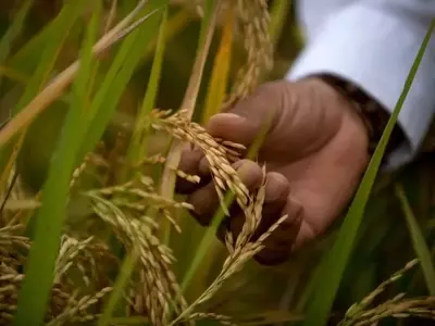 El Niño reduce un 21% el área de cultivo en región arrocera clave de Colombia