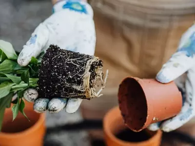 Guía para Revivir Plantas con Raíces Dañadas: Identificación y Soluciones Efectivas