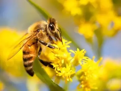 Impulso a la Jardinería Urbana: Recursos Clave para el Cuidado de Polinizadores