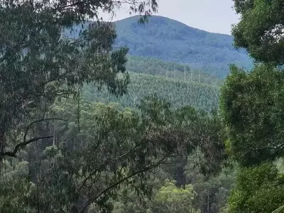 La silvicultura de retención: Un estudio de 30 años en Tanjil Bren redefine la gestión forestal