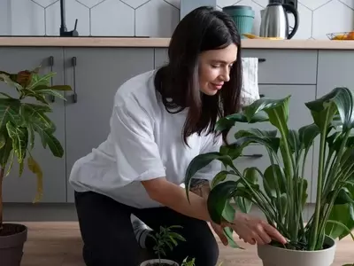 Palazuelos de Eresma Restringe Riego de Jardines para Conservación del Agua