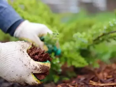 Optimización del Jardín: La Guía Definitiva para Elegir el Mejor Acolchado que Protege tu Suelo