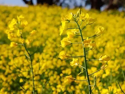 La Canola de Invierno Podría Impulsar la Rentabilidad Agrícola en Illinois