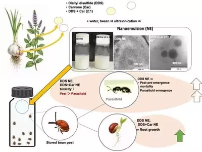 Revolucionario Insecticida Natural a Base de Ajo y Hierbabuena para Proteger Cultivos