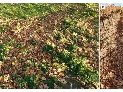 Más Allá de la Cosecha: Entendiendo la Pérdida de Nutrientes en Viñedos de Washington