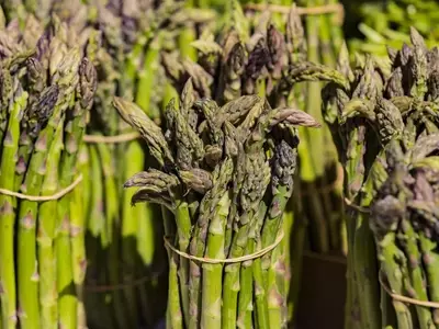 Salicornia: El “Espárrago de Mar” que Revoluciona la Agricultura Halófita y la Gastronomía