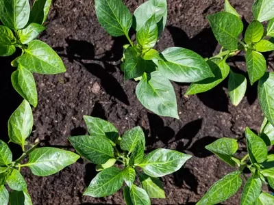 Guía Completa para Cultivar Pimientos en Casa: Desde la Semilla hasta la Cosecha Exitosa