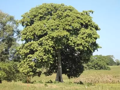 Estudio Detallado del Árbol Camajón (Sterculia apetala): Morfología, Ecología y Usos