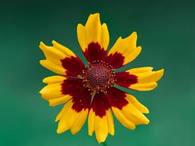 La Gaillardia: Una Joya Floral para Jardines Radiantes y Duraderos