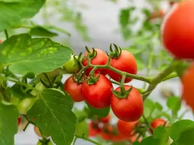 Innovación Agrícola: Rescate de Variedades de Tomate en La Rioja