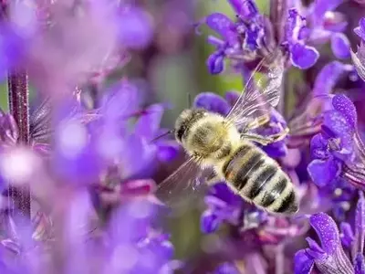 La Miel de Bosque Nativo Chileno: Un Valor Productivo y de Conservación
