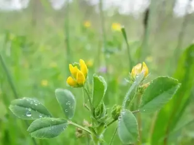 Descubriendo los Secretos de las Legumbres: Potenciando la Fertilidad del Suelo con Nitrógeno Biológico