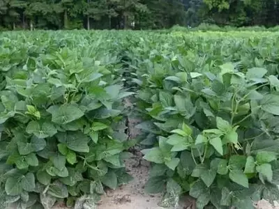 La Sequía Golpea la Producción de Soja en Uruguay, Reduciéndola a la Mitad