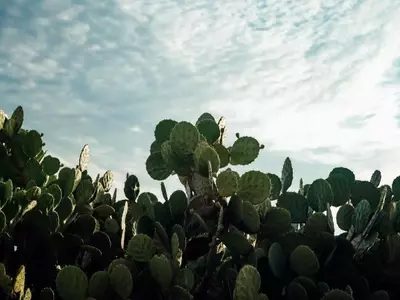 Transformando el Nopal en Fertilizante Orgánico para la Regeneración del Suelo Agrícola