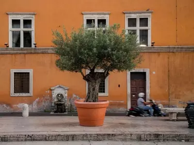 Cultivando Olivos en Macetas: Una Guía Completa para Terrazas y Balcones