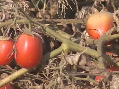 Un Ácaro Amenaza la Cosecha de Tomate en Extremadura