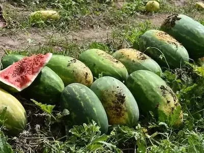 México duplica la cosecha de sandía con innovador método de trasplante