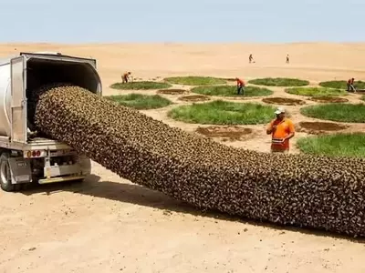 Innovación Agrícola: Medias Lunas Revitalizan Suelos Degradados en el Sahel Africano