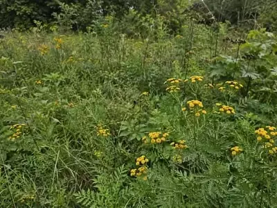 Tanaceto: La Herramienta Aromática para Combatir Plagas en tu Huerto