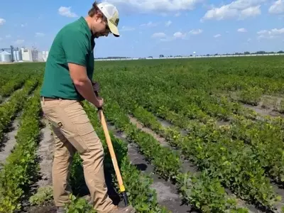 Estados Unidos Revoluciona la Agricultura con Datos Climáticos Avanzados para la Predicción de Enfermedades