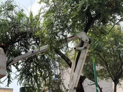 Poda Estratégica: Salvaguardando la Seguridad Urbana y la Salud Arbórea